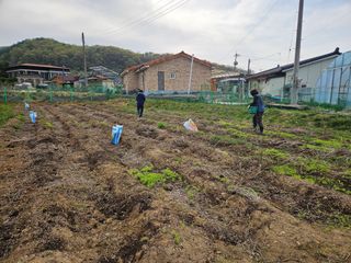경달현님의 기타작물 · 영농일지 작성글 사진