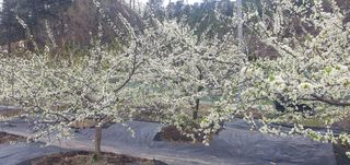 박상중님의 기타작물 · 영농일지 작성글 사진