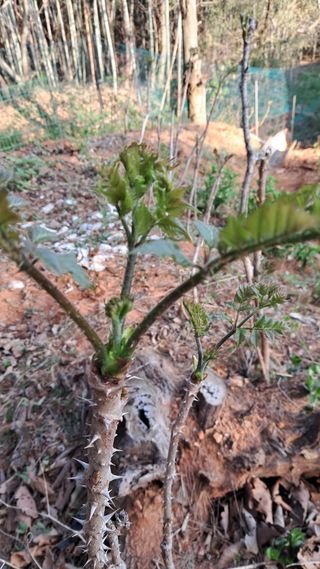 bpjh9173님의 감자 · 영농일지 작성글 사진