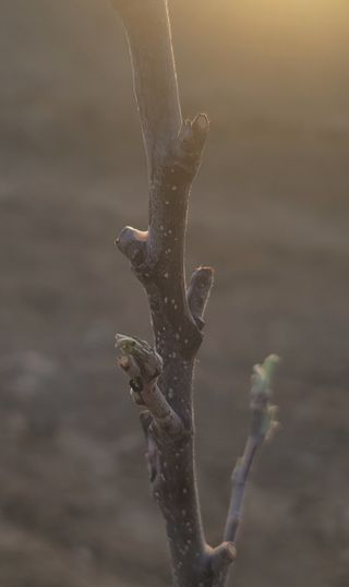 신승철님의 사과 · 영농일지 작성글 사진