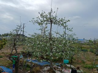 엄기덕님의 기타작물 · 영농일지 작성글 사진