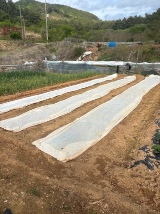 서수원님의 참깨 · 영농일지 작성글 사진