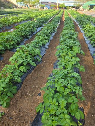 참깨김성욱9810님의 기타작물 · 영농일지 작성글 사진