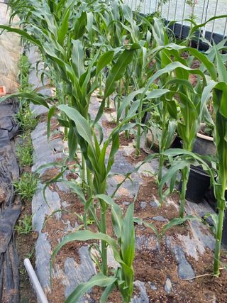 노아님의 옥수수 · 영농일지 작성글 사진