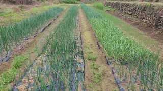 홍광희님의 기타작물 · 영농일지 작성글 사진