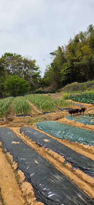 한병훈님의 고추 · 영농일지 작성글 사진