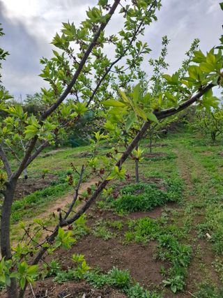 철남 김희곤님의 두릅 · 영농일지 작성글 사진
