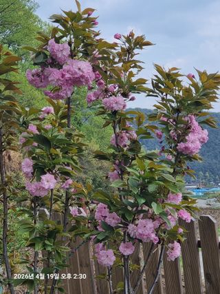 초보5도2촌님의 기타작물 · 영농일지 작성글 사진