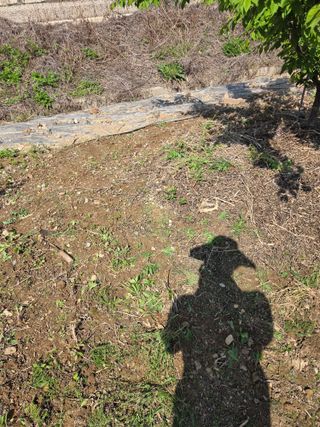 정영석님의 기타작물 · 영농일지 작성글 사진