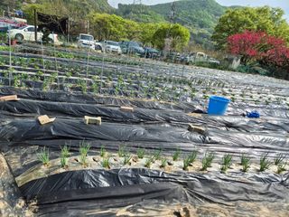 이경옥님의 기타작물 · 영농일지 작성글 사진