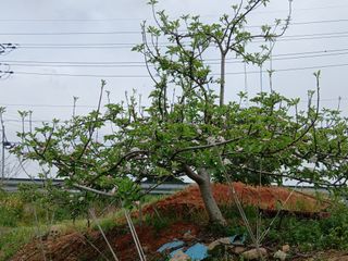 엄기덕님의 기타작물 · 영농일지 작성글 사진