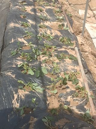 문현자 님의 딸기 · 영농일지 작성글 사진