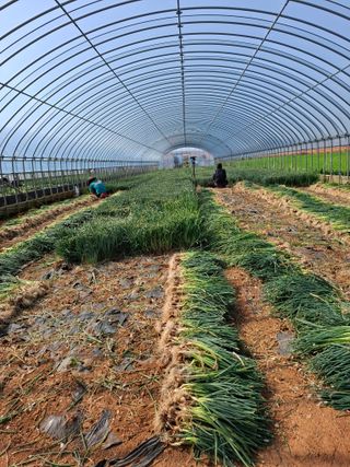 결단이님의 기타작물 · 영농일지 작성글 사진