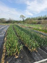 양파12861님의 작성글 사진