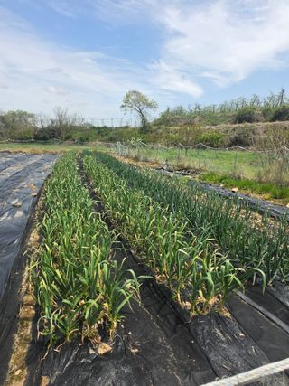양파12861님의 양파 · 영농일지 작성글 사진