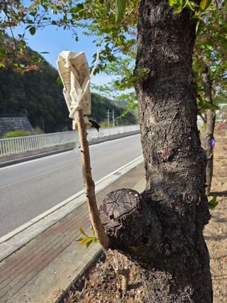 김용대님의 기타작물 · 영농일지 작성글 사진