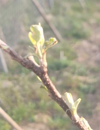 신승철님의 사과 · 영농일지 작성글 사진