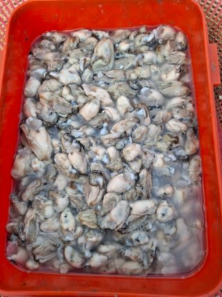 결단이님의 기타작물 · 영농일지 작성글 사진