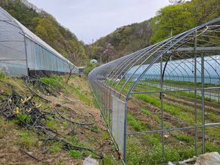 윤자용11대임후회장님의 고추 · 영농일지 작성글 사진