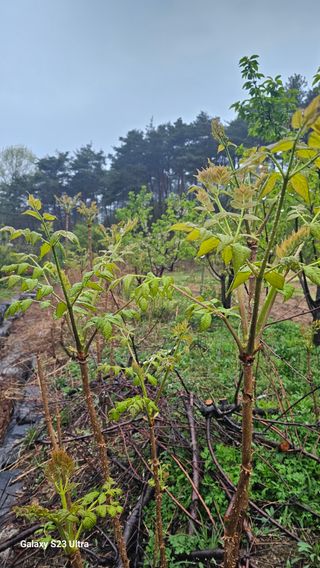 염봉섭님의 기타작물 · 영농일지 작성글 사진