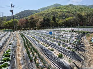 이경옥님의 기타작물 · 영농일지 작성글 사진