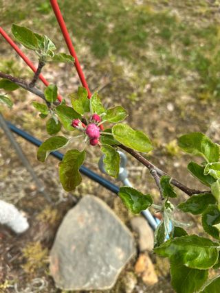 임영택님의 사과 · 영농일지 작성글 사진