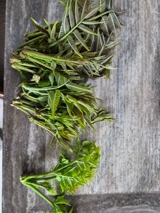 최은종님의 기타작물 · 영농일지 작성글 사진