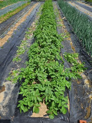 김인수님의 기타작물 · 영농일지 작성글 사진