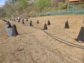 김성현님의 기타작물 · 영농일지 작성글 사진