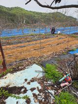 김영옥님의 작성글 사진