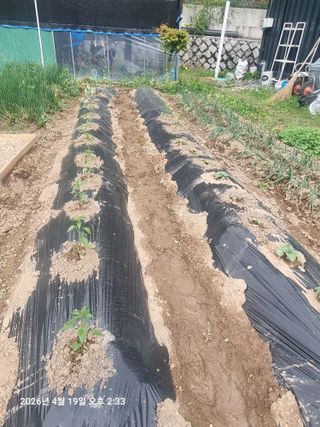 초보5도2촌님의 기타작물 · 영농일지 작성글 사진