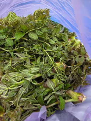 김영옥님의 작성글 사진