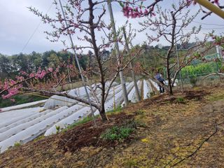 백운농원 님의 기타작물 · 영농일지 작성글 사진