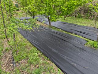 최은종님의 기타작물 · 영농일지 작성글 사진