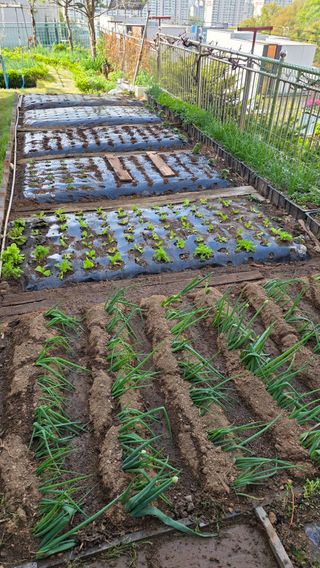 허인녕님의 기타작물 · 영농일지 작성글 사진