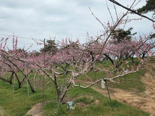 김영철님의 복숭아 · 영농일지 작성글 사진