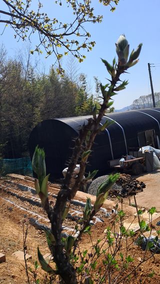 bpjh9173님의 감자 · 영농일지 작성글 사진