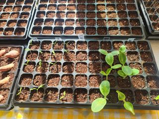 이승대님의 기타작물 · 영농일지 작성글 사진