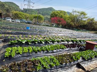이경옥님의 기타작물 · 영농일지 작성글 사진