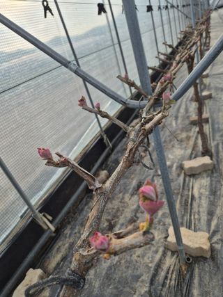 매실6409님의 복숭아 · 영농일지 작성글 사진