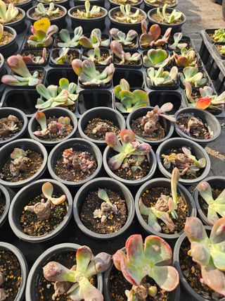 신상섭님의 기타작물 · 영농일지 작성글 사진