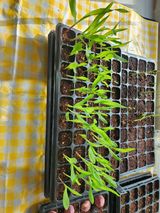 팜모닝 옥수수·영농일지 게시글 이미지