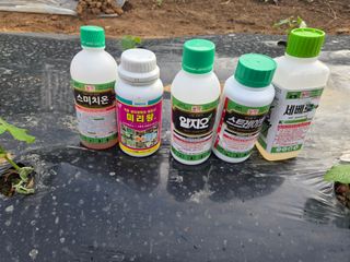 정영석님의 복숭아 · 영농일지 작성글 사진