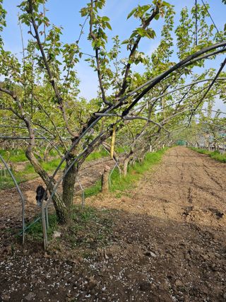 조영민님의 배 · 영농일지 작성글 사진
