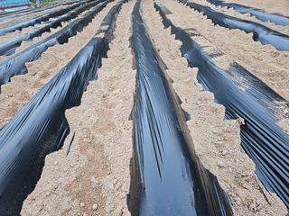 서상진님의 고구마 · 영농일지 작성글 사진