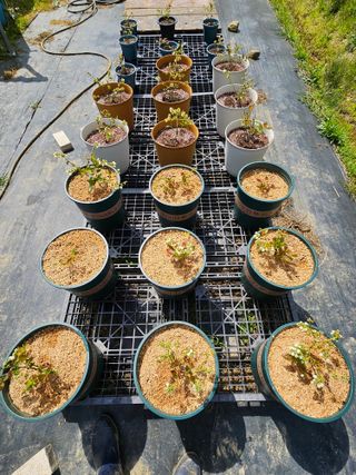 김인수님의 기타작물 · 영농일지 작성글 사진