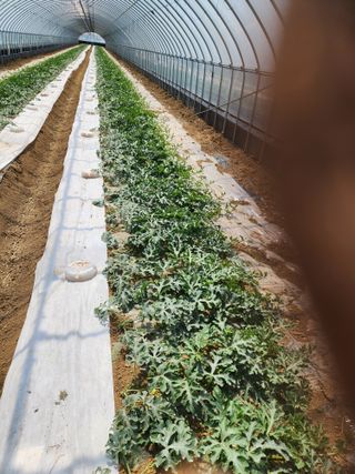 김저팔계님의 기타작물 · 영농일지 작성글 사진