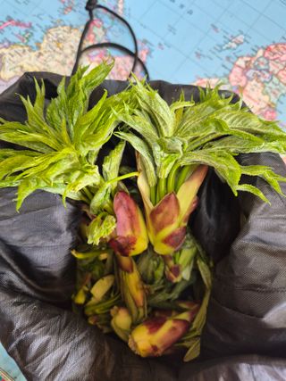 김기탁님의 기타작물 · 영농일지 작성글 사진