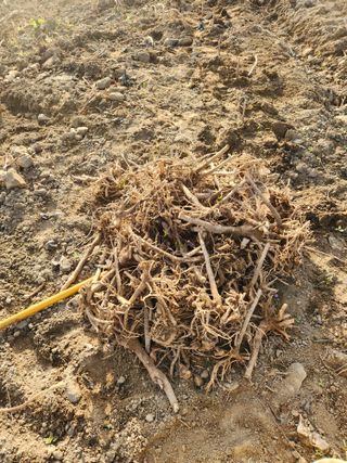 루라121(임동구)님의 두릅 · 영농일지 작성글 사진