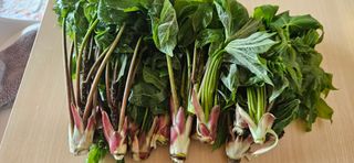 재아텃밭14951님의 기타작물 · 영농일지 작성글 사진